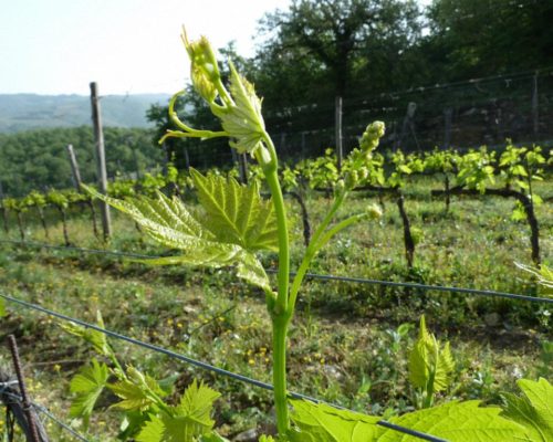 Sangiovese