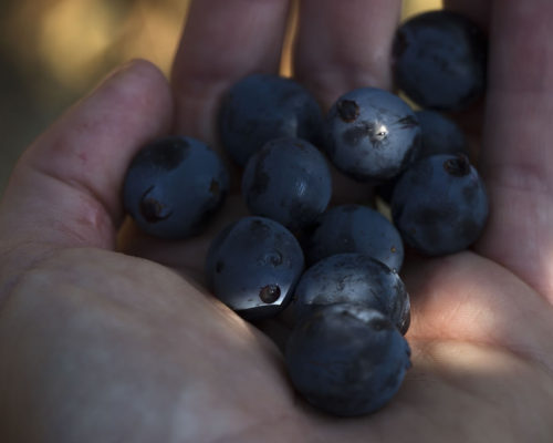 Sangiovese